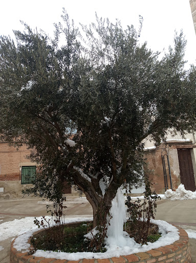 Miedes de Aragón